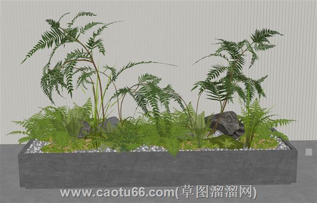 绿化角蕨类植物花坛su模型