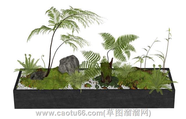 蕨类植物环艺绿化su模型