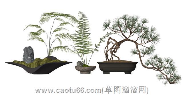 蕨类植物盆栽su模型