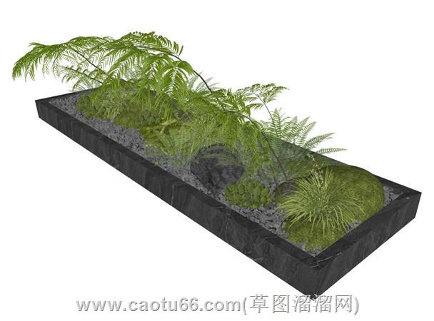 蕨类花坛植物su模型