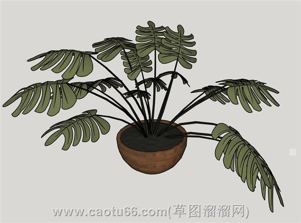 龟背竹花盆su模型