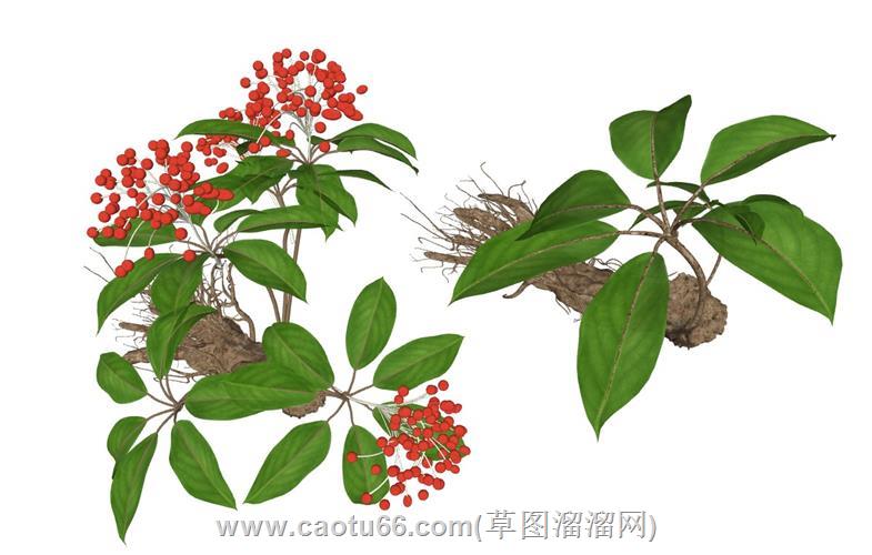 三七田七人参中草药su模型