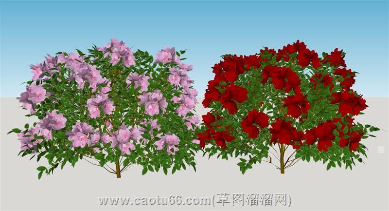 红色和粉色杜鹃花su模型