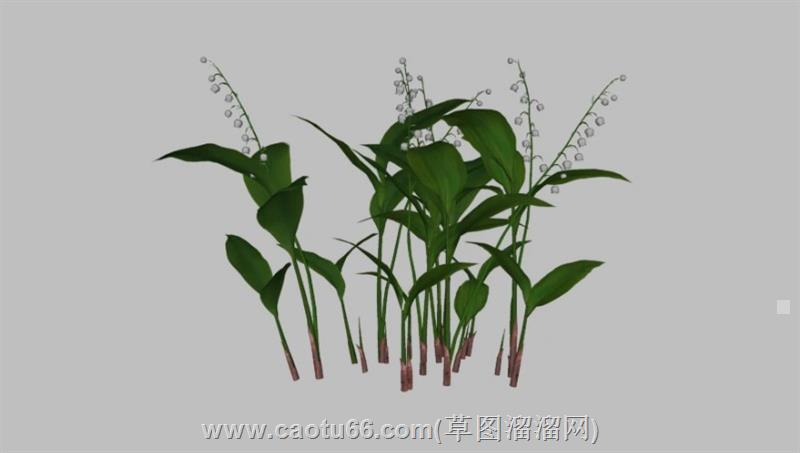 铃兰花植物su模型