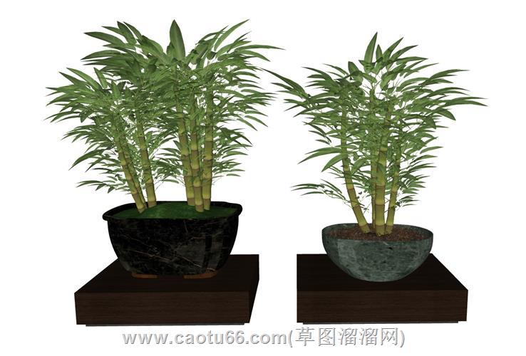 富贵竹子盆栽植物su模型