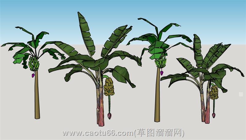 芭蕉树香蕉树su模型