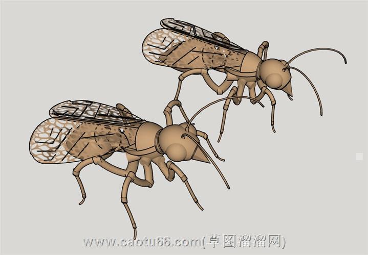 昆虫蜜蜂su模型