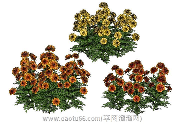 万寿菊花植物su模型