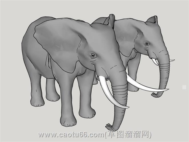 大象动物模型
