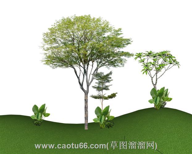 山坡上的地形树模型