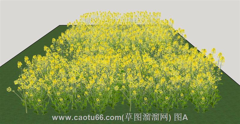 菜花地油菜花模型