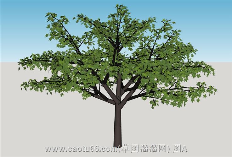 乔木枫叶树模型