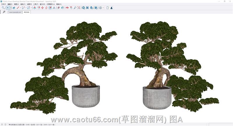 盆景植物SU模型