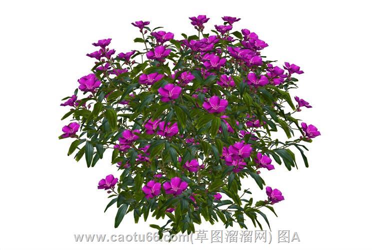 牡丹花植物SU模型
