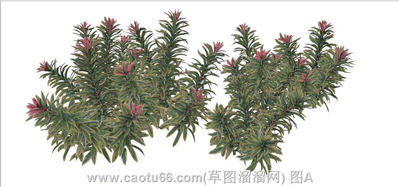植物素材SU模型