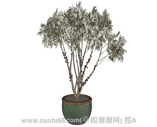 花盆植物SU模型