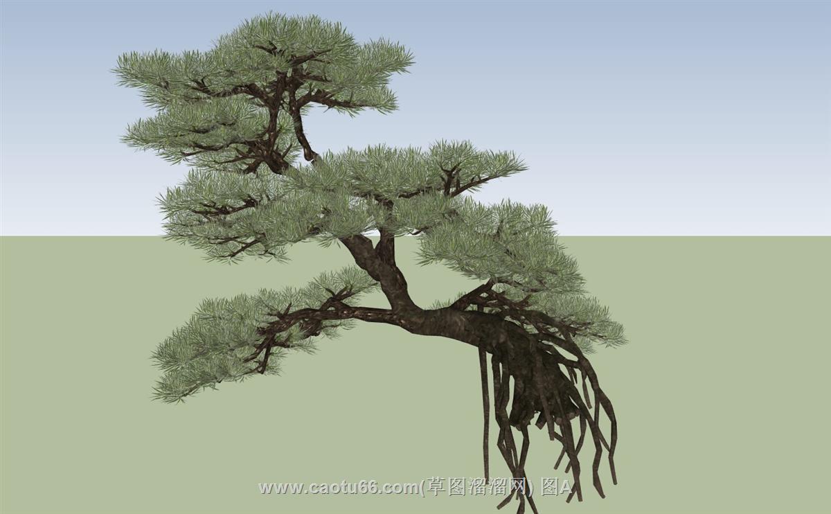 景观松树SU模型
