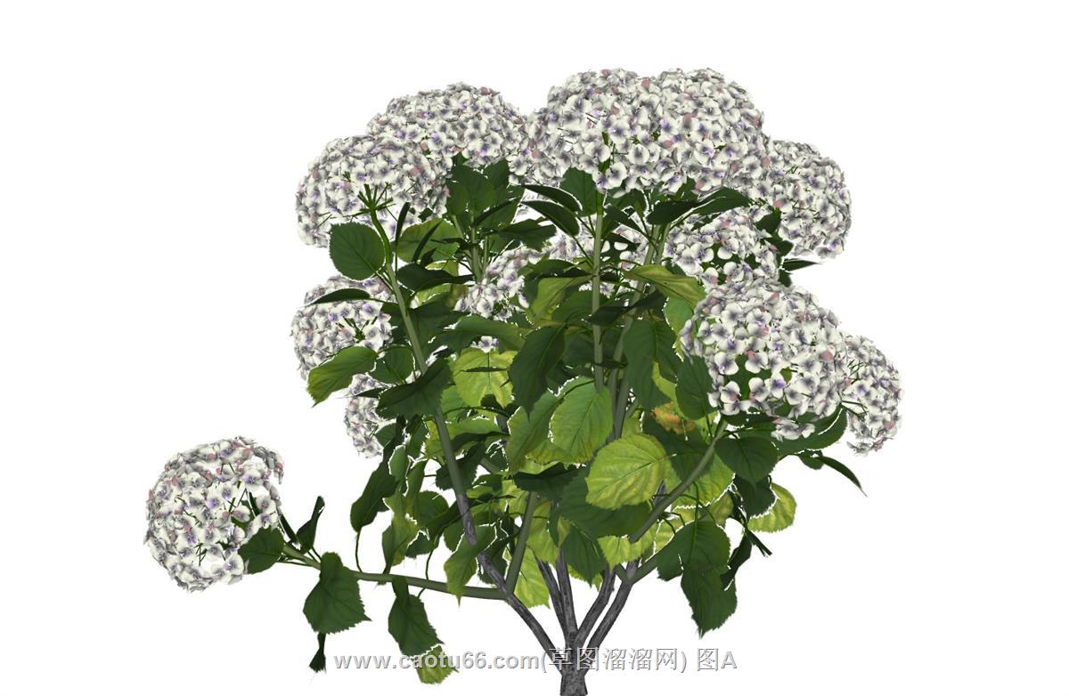大叶绣球植物SU模型