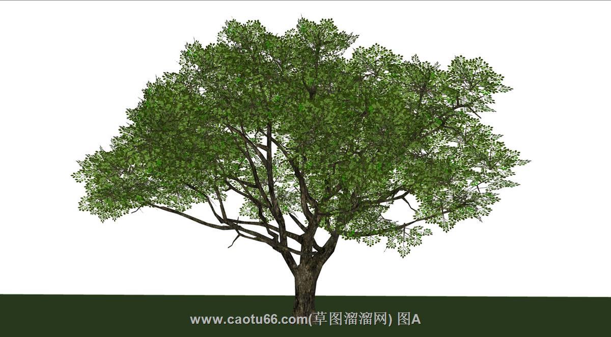 樟树植物SU模型