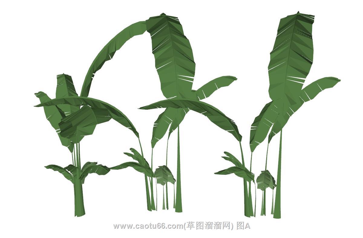 芭蕉树SU模型