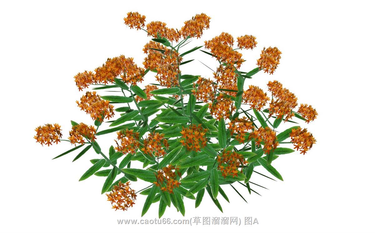 马利筋植物的SU模型