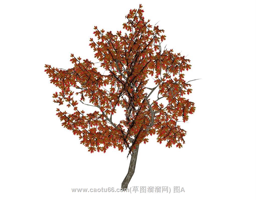 枫树枫叶SU模型