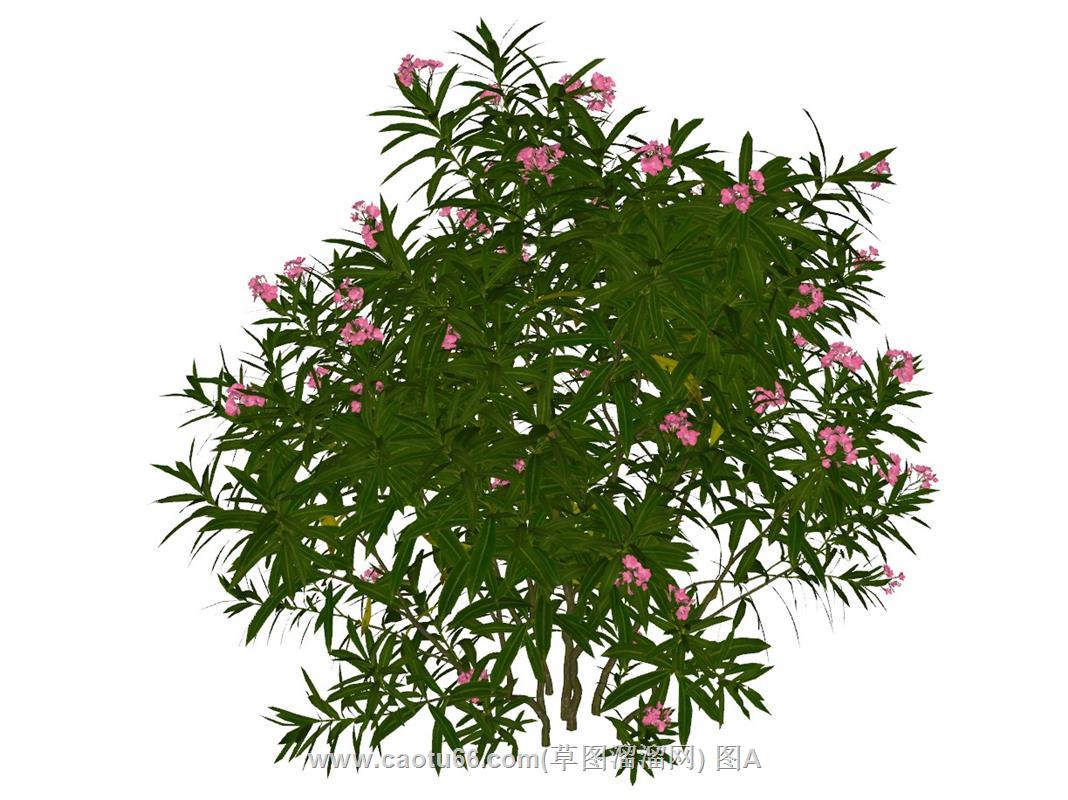 夹竹桃观赏植物SU模型