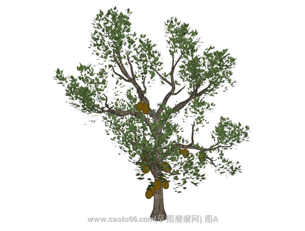 榆树乔木SU模型
