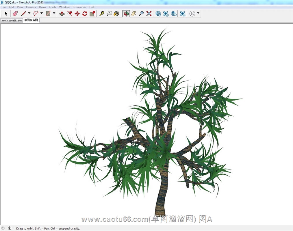 景观树木的SU模型