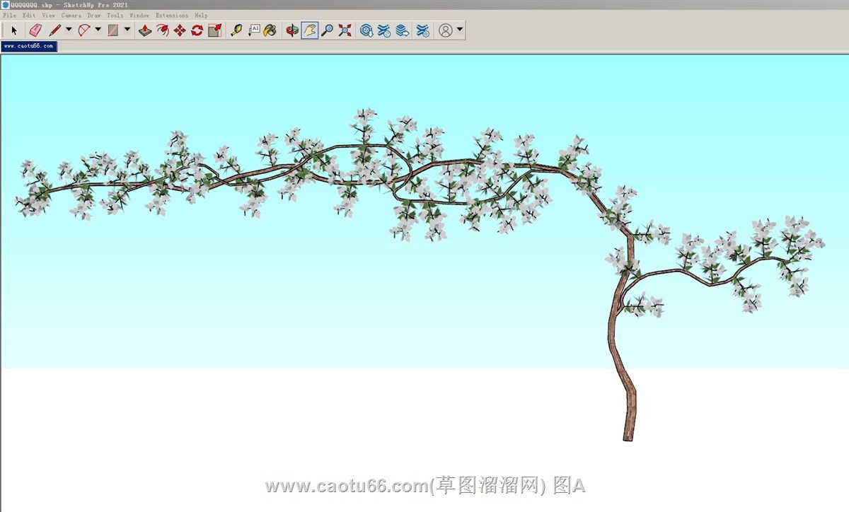 白花三角梅的SU模型
