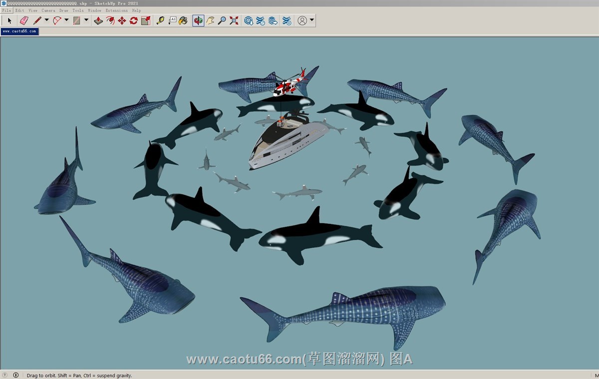 鲨鱼鲸鱼群的SU模型