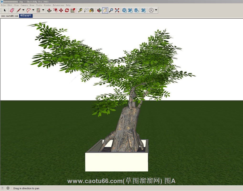 盆景盆栽发财树的SU模型