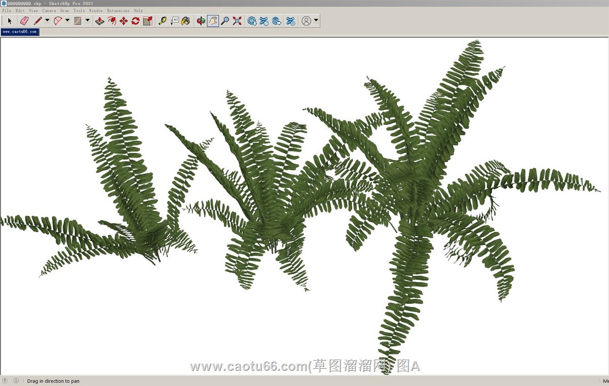 蕨类植物的sketchup模型