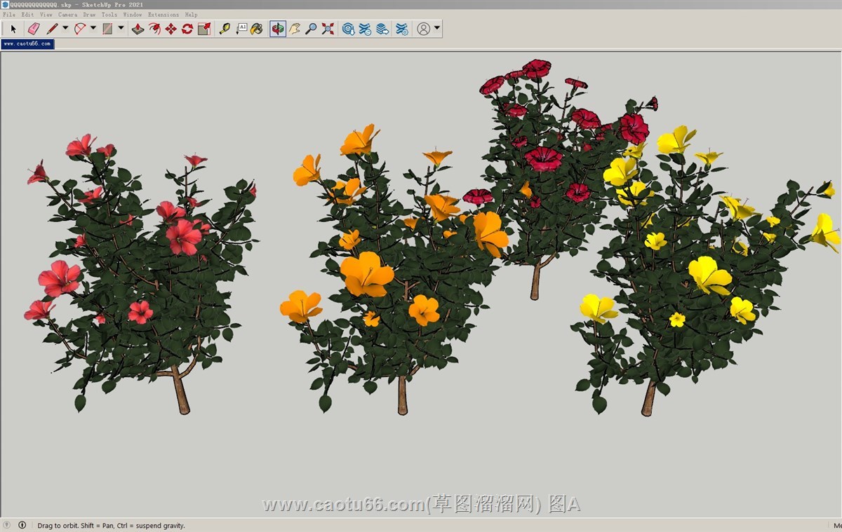 木槿花植物的sketchup模型