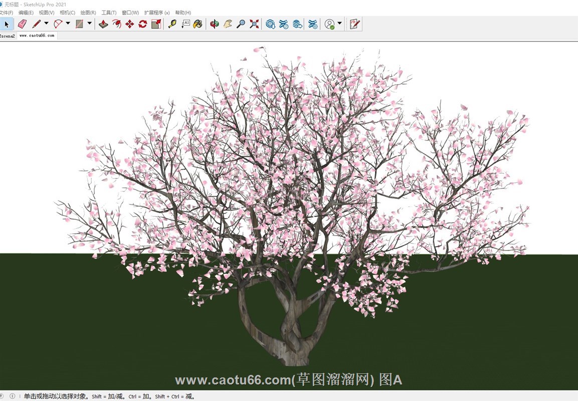 日本樱花树的sketchup模型
