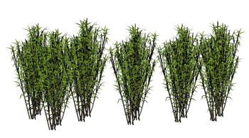 竹子竹林植物SU模型