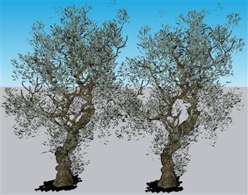 3D树木SU模型
