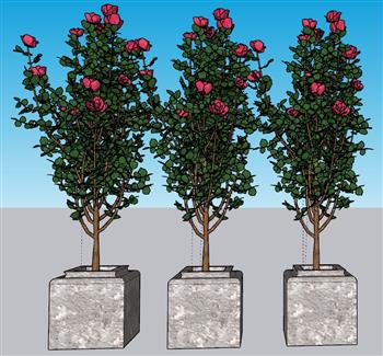 玫瑰花盆景植物SU模型