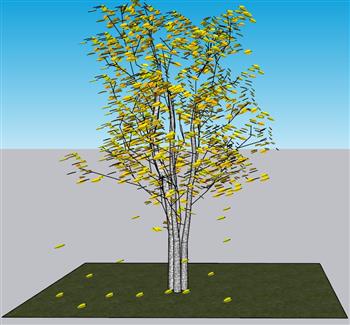 银杏树树SU模型