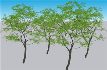 桦树树木SU模型