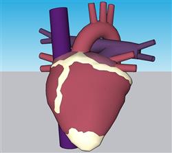 人体内脏心脏SU模型