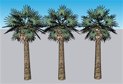 热带粽叶树棕树SU模型