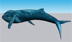 蓝鲸鱼海洋动物免费su模型(ID35239)