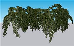 绿叶植物SU模型