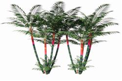 热带树木棕树SU模型