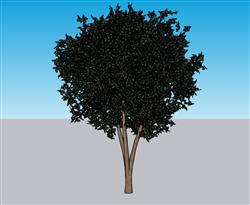 树木小树SU模型