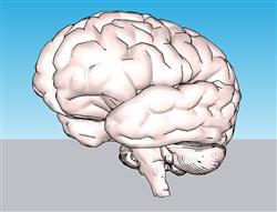 大脑SU模型