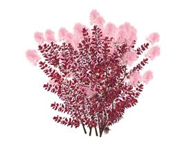 烟丛紫花植物su免费模型下载网站有哪些