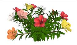 鲜花花朵植物SU模型
