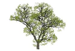 3D树植物大树sketchup模型下载网站